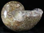Rare Argonauticeras Ammonite (Pair) - Amber Colored Crystals #23356-6